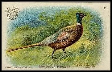 11 Mongolian Pheasant